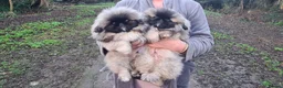 Pekingese dogs for sale: Pekingese puppys (Champion Bloodlines) - Advert 4