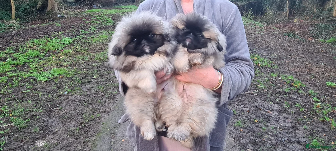 Pekingese dogs for sale: Pekingese puppys (Champion Bloodlines) - Advert 4