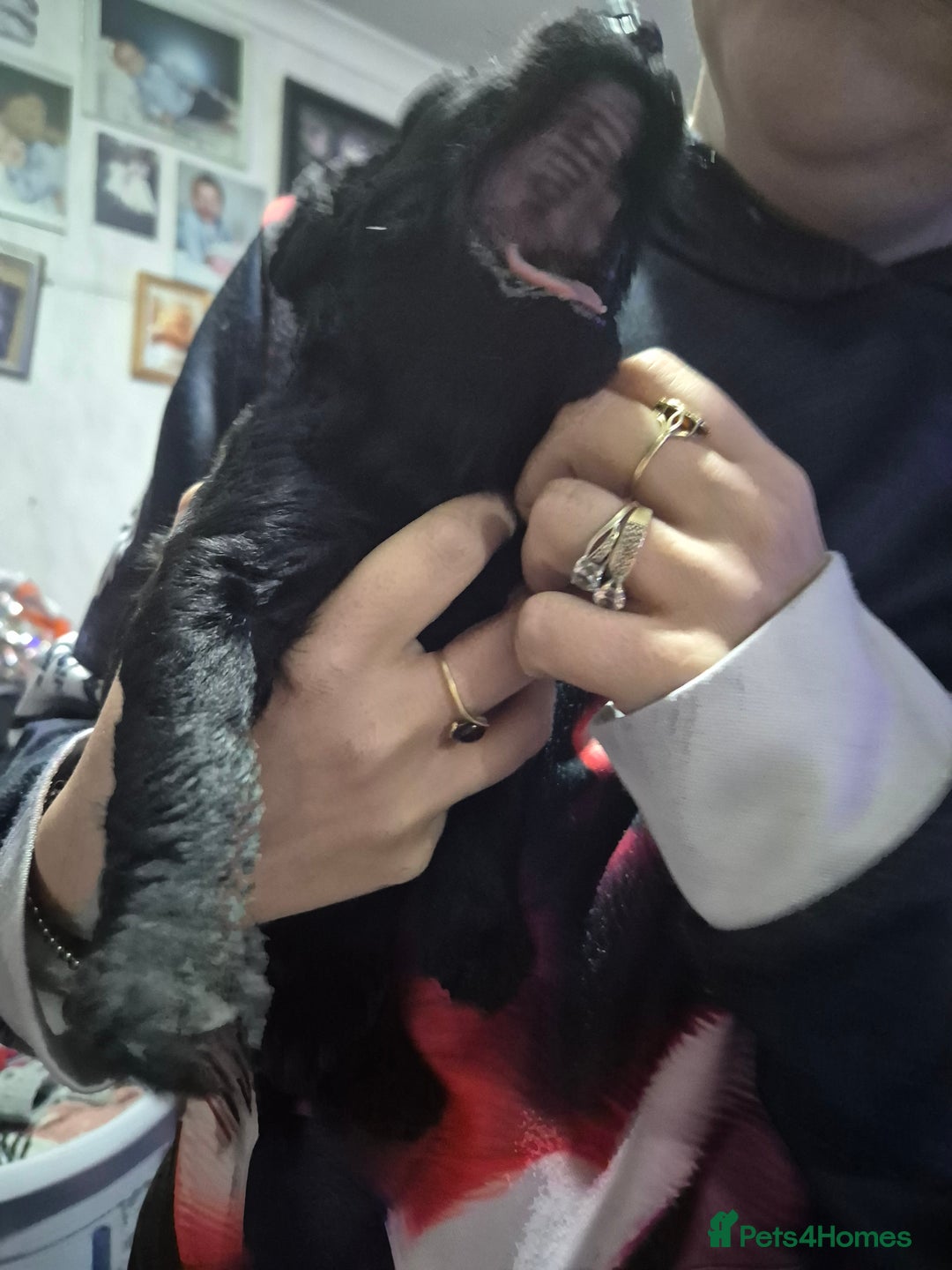 Mixed Breed dogs for sale: Labrador German shepherd - Advert 4