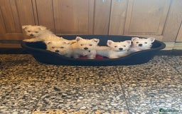West Highland Terrier dogs for sale: Westie puppies for sale - Image 1