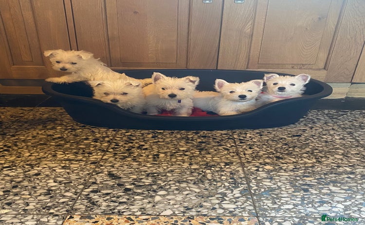 West Highland Terrier dogs - Advert 2