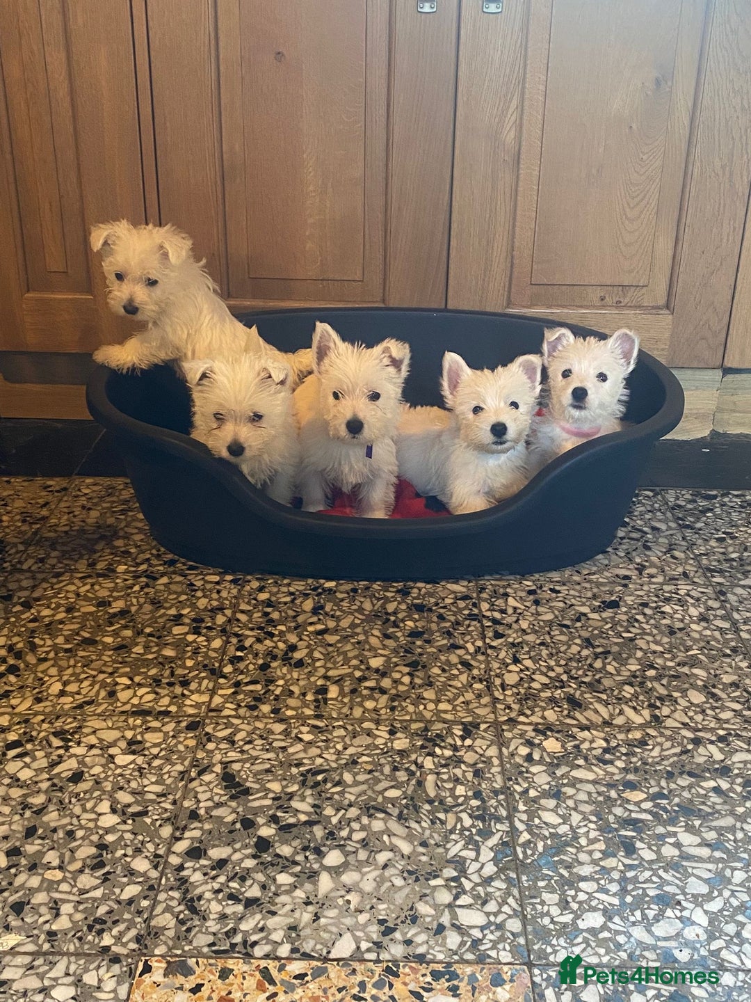 West Highland Terrier dogs for sale: Westie puppies for sale - Image 1
