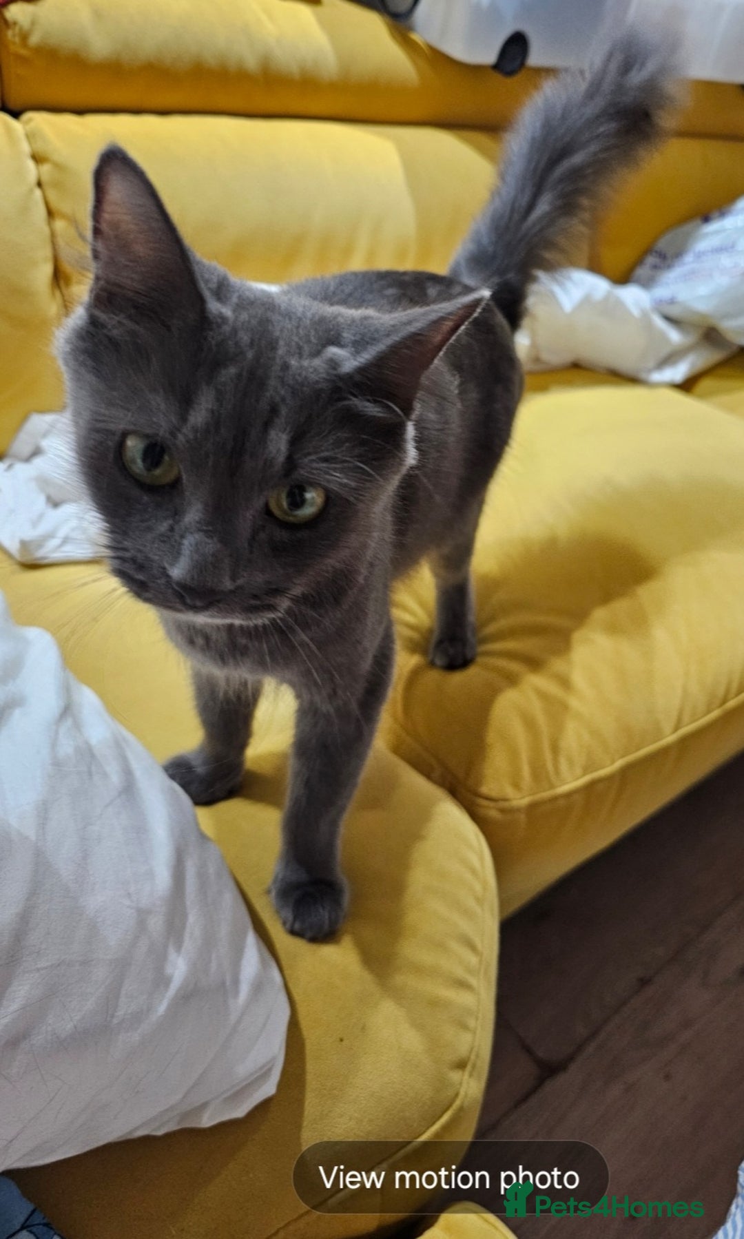 Mixed Breed cats for sale: Loving Cat Needs a New Home – URGENT 💕 - Advert 3