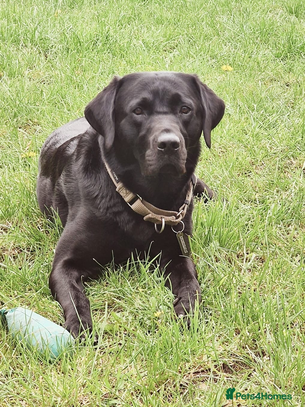 Labrador Retriever dogs Beautiful black lab for stud - Advert 1