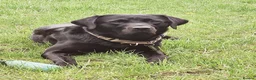 Labrador Retriever dogs for stud: Beautiful black lab for stud - Advert 1