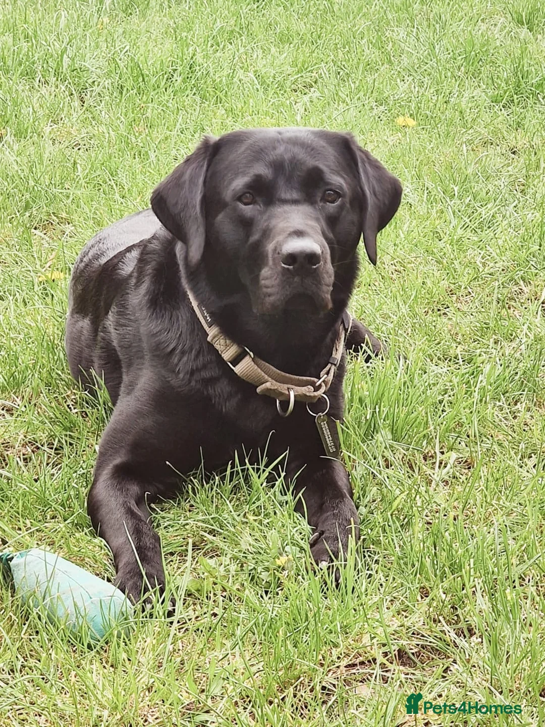 Labrador Retriever dogs for stud: Beautiful black lab for stud - Advert 1