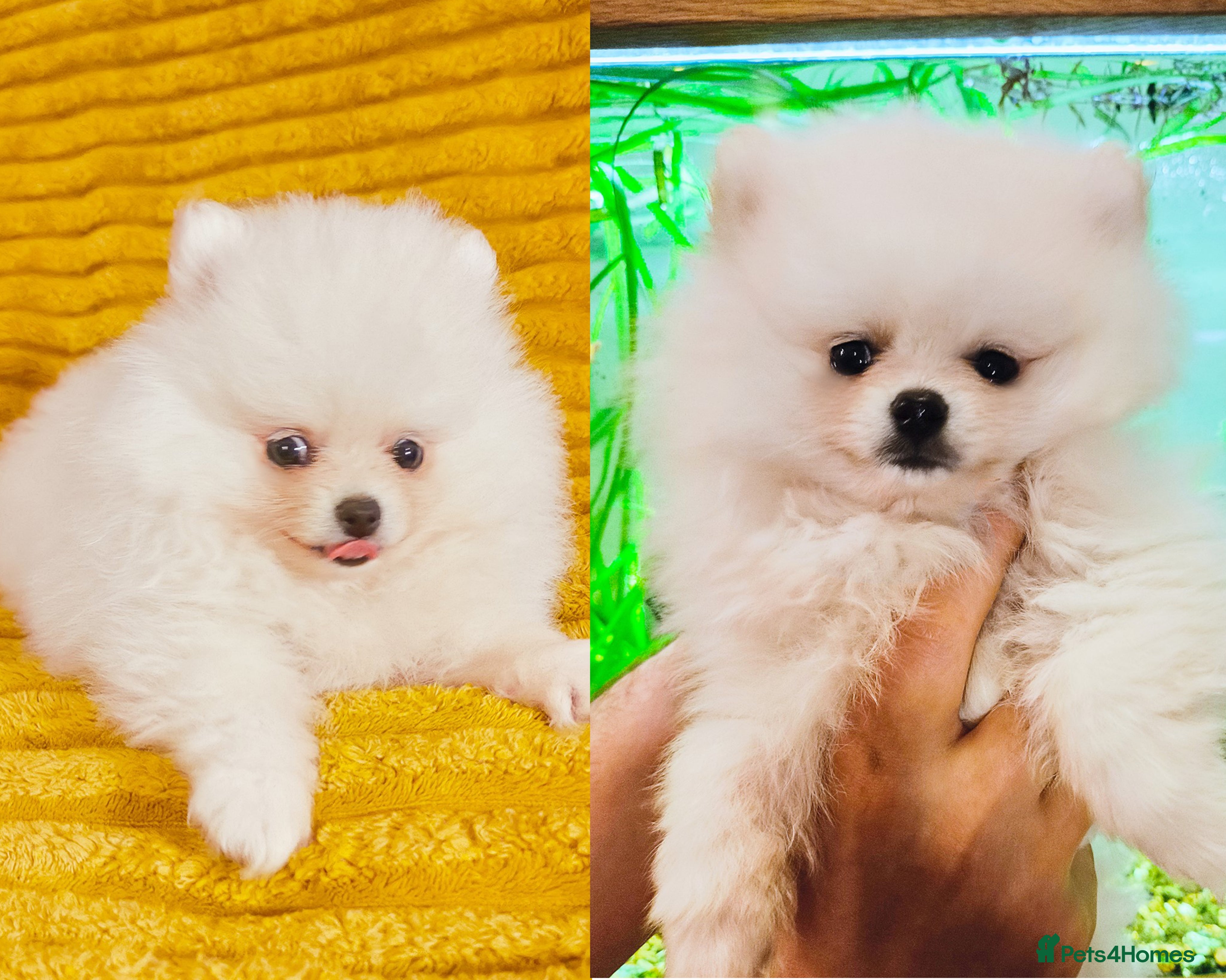 Pomeranian dogs Ready now - white KC Pomeranian boy puppy - Advert 3