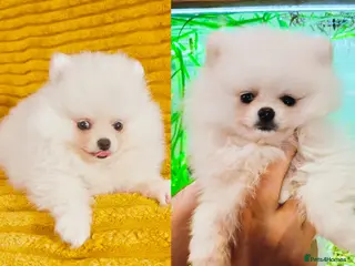 Pomeranian dogs Ready now - white KC Pomeranian boy puppy - Advert 3