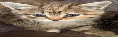 Scottish Fold 4
