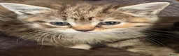 Scottish Fold cats for sale: GORGEOUS SCOTTISH FOLD X EXOTIC PERSIAN KITTENS - Advert 22