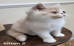 Exotic cats for sale: Registered Brothers  - Image 24