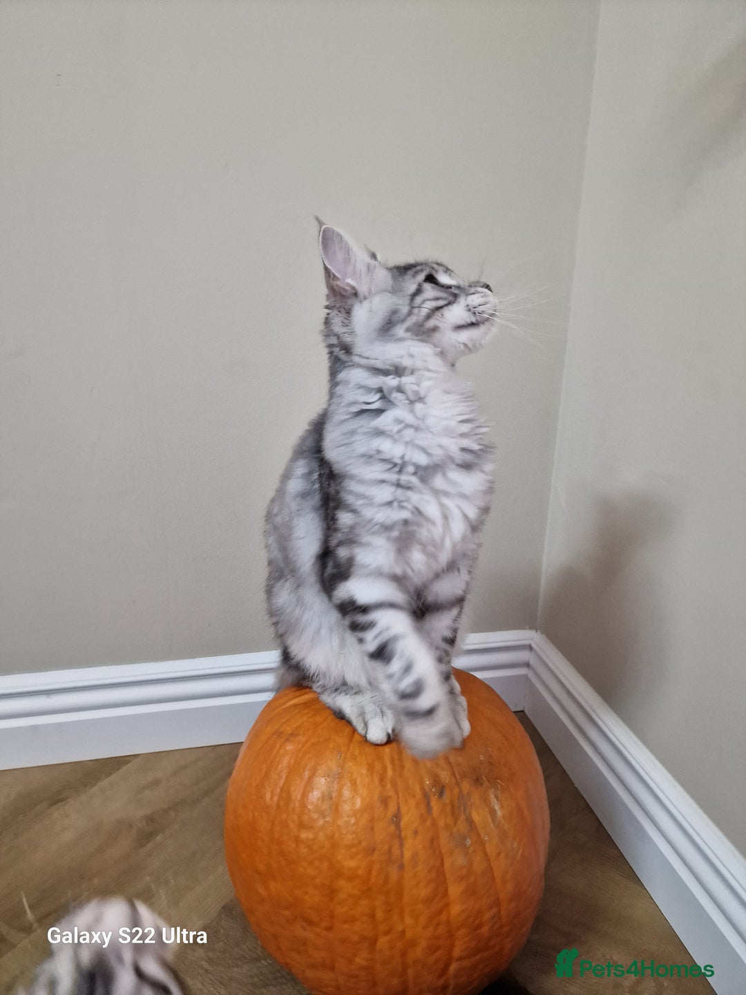 Maine Coon cats for sale: Pure maine coon - Image 16