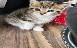 Mixed Breed cats for sale: Female kitten  - Image 2