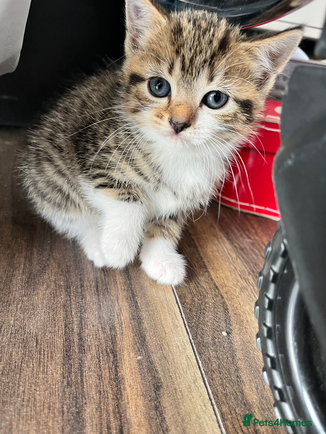 Mixed Breed cats for sale: Female kitten  - Image 2