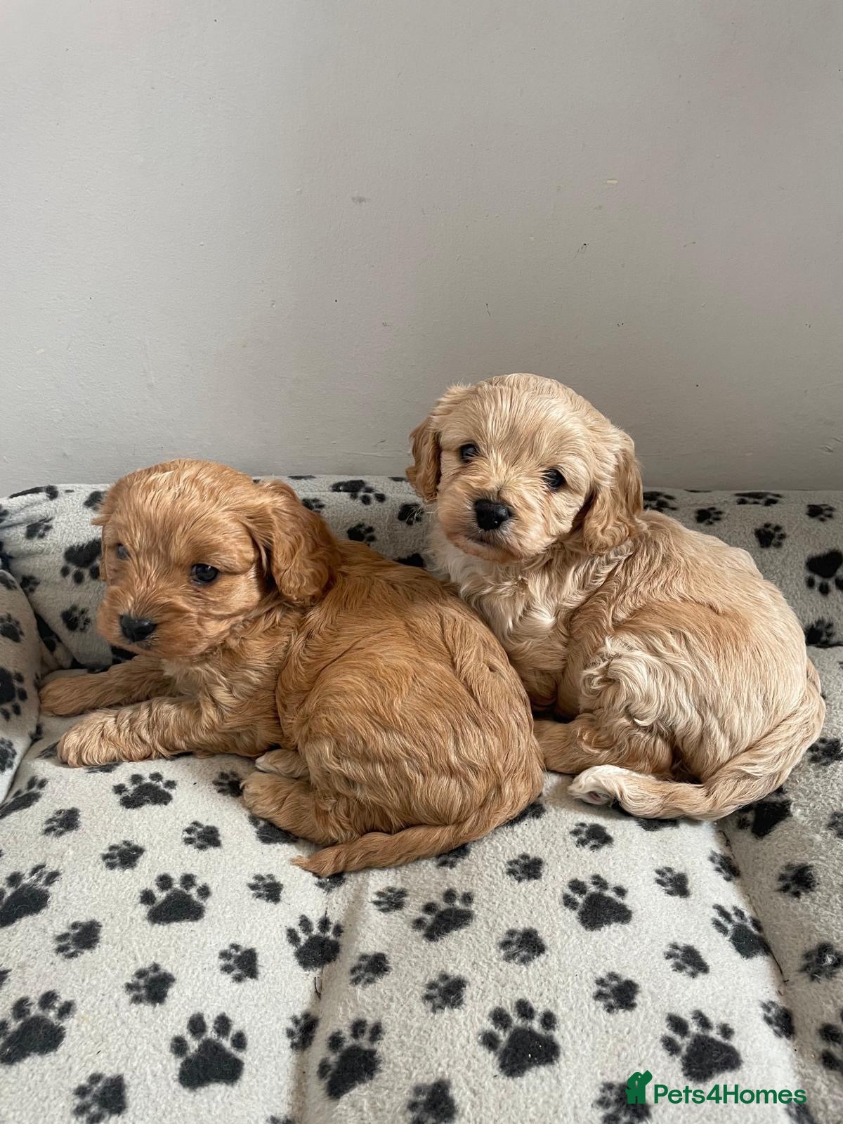 Cavapoo dogs for sale: Beautiful F1 Cavapoo puppy’s  - Advert 1