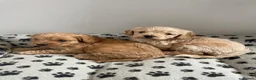 Cavapoo dogs for sale: Beautiful F1 Cavapoo puppy’s  in Aldershot - Advert 1