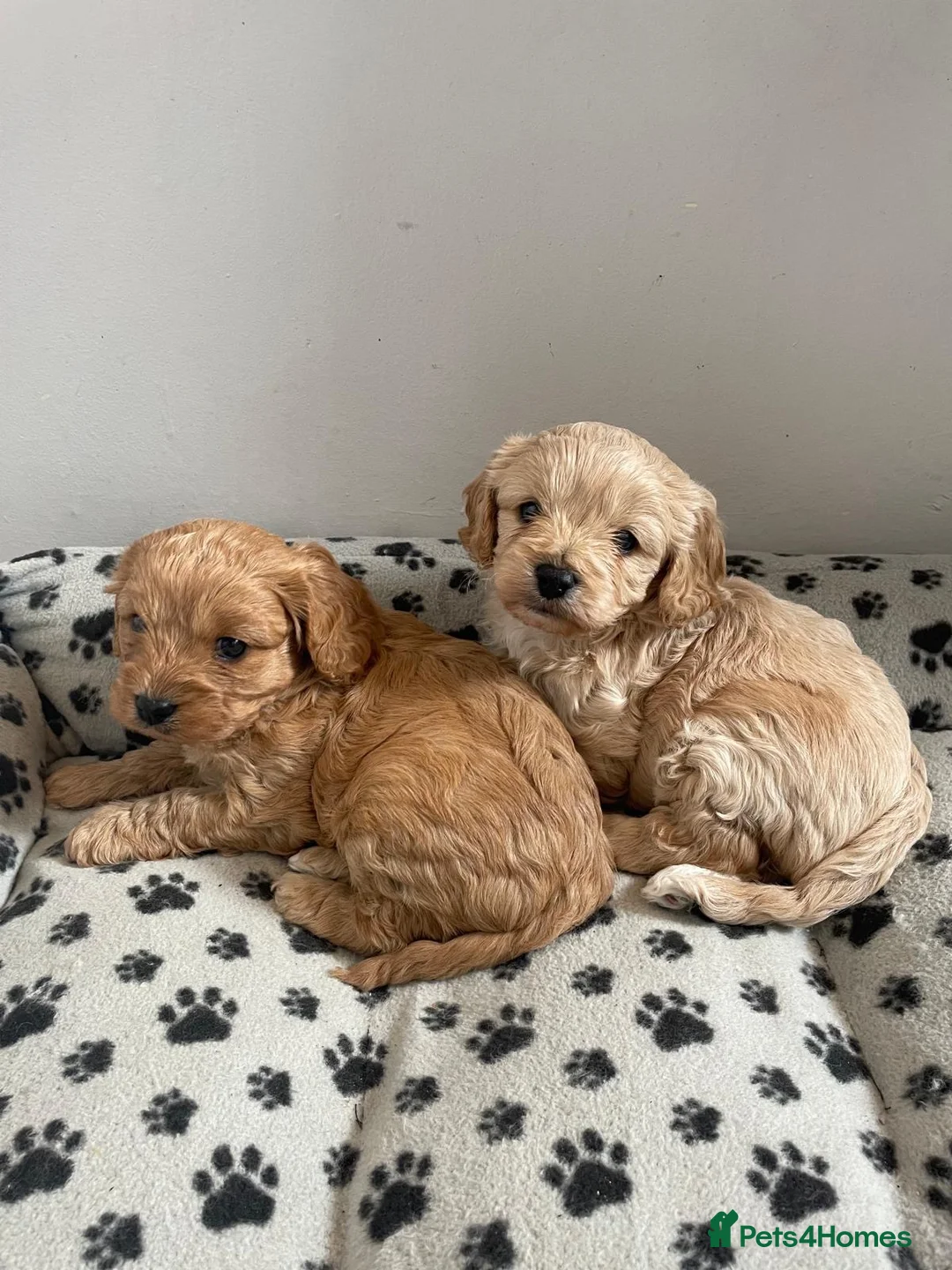 Cavapoo dogs for sale: Beautiful F1 Cavapoo puppy’s  in Aldershot - Advert 1