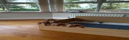 Cocker Spaniel dogs for sale: Gorgeous Working Cocker Spaniels in Northallerton - Advert 7