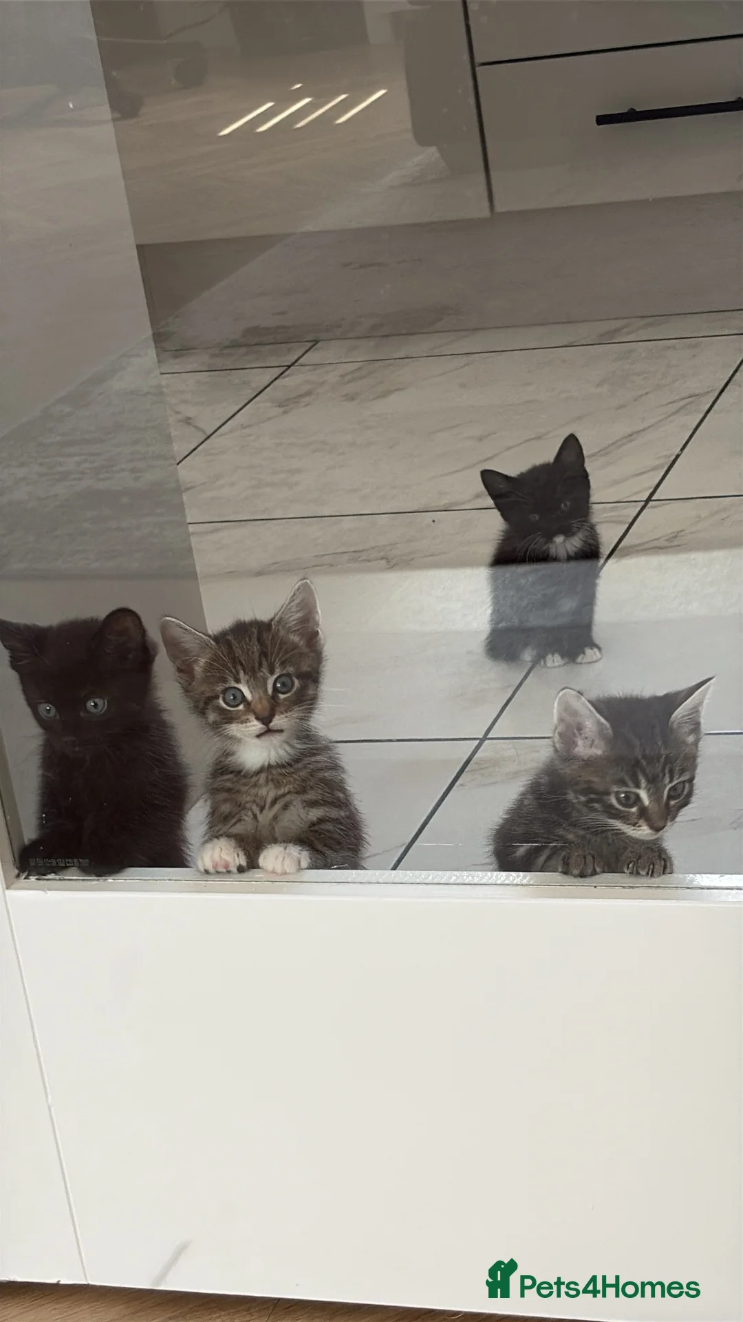 Mixed Breed cats for sale: 4 female kittens ready for their forever homes  - Advert 7