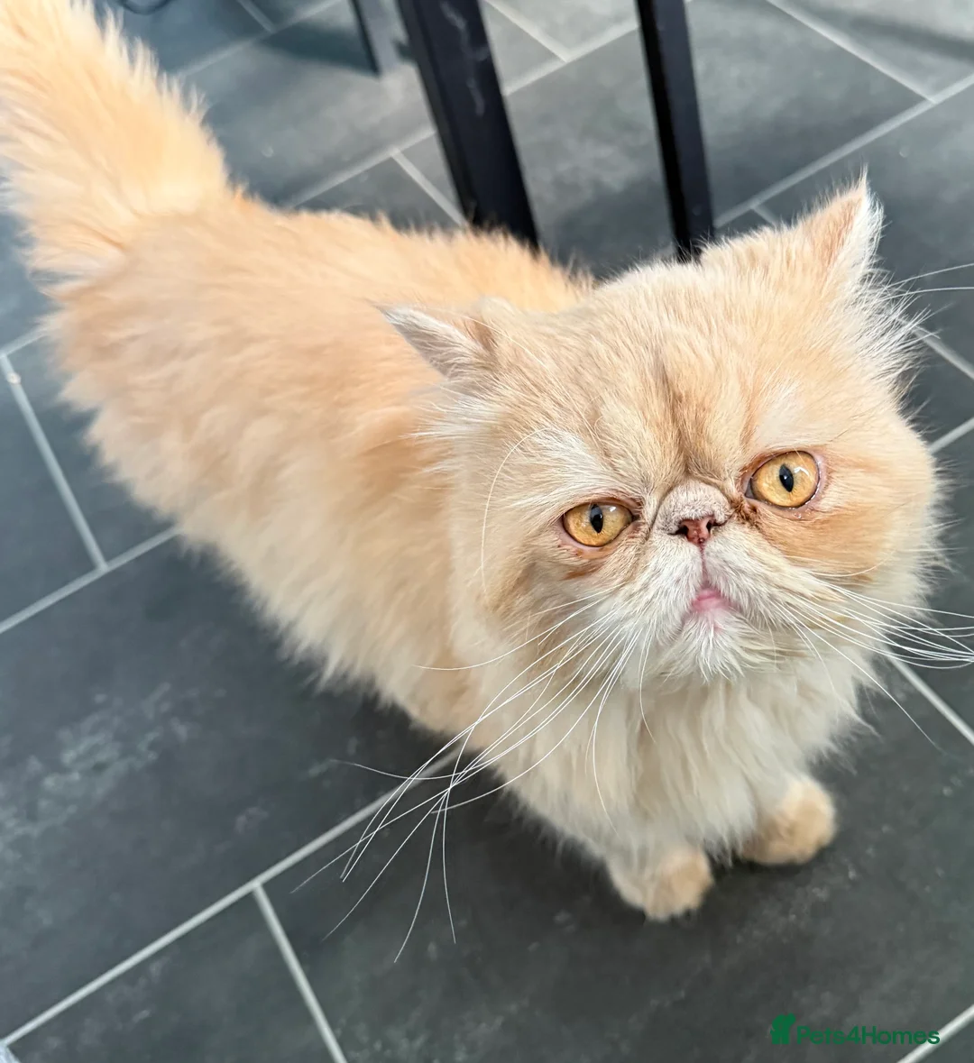 Persian cats for sale: Beautiful Persian boy 2 years old very gentle cat  - Advert 2