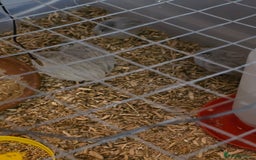 Quail poultry for sale: Chinese painted quail  - Image 2
