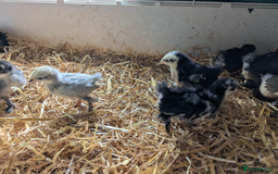 Chickens poultry for sale: Various unsexed chicks and Quails - Image 12