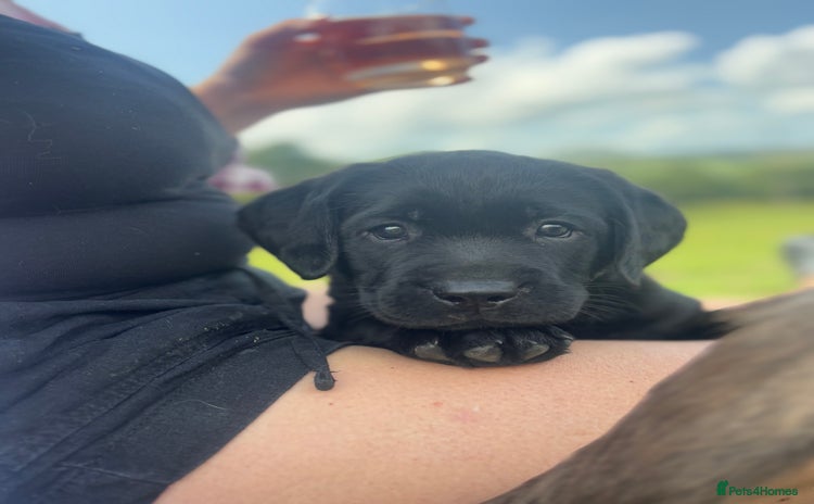 Labrador Retriever dogs - Advert 10
