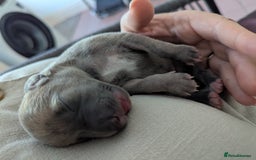 Whippet dogs for sale: Whippet Puppies for sale - Image 7