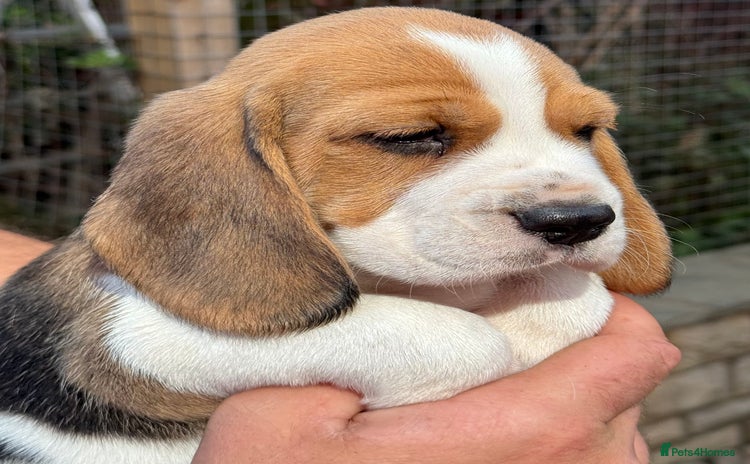 Beagle dogs - Advert 1