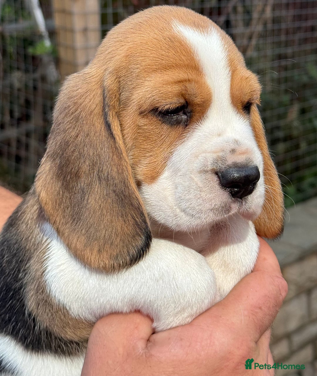 Beagle dogs for sale: ** STUNNING KC 5 GEN TRI COLOUR BEAGLEPUPS ** - Image 1