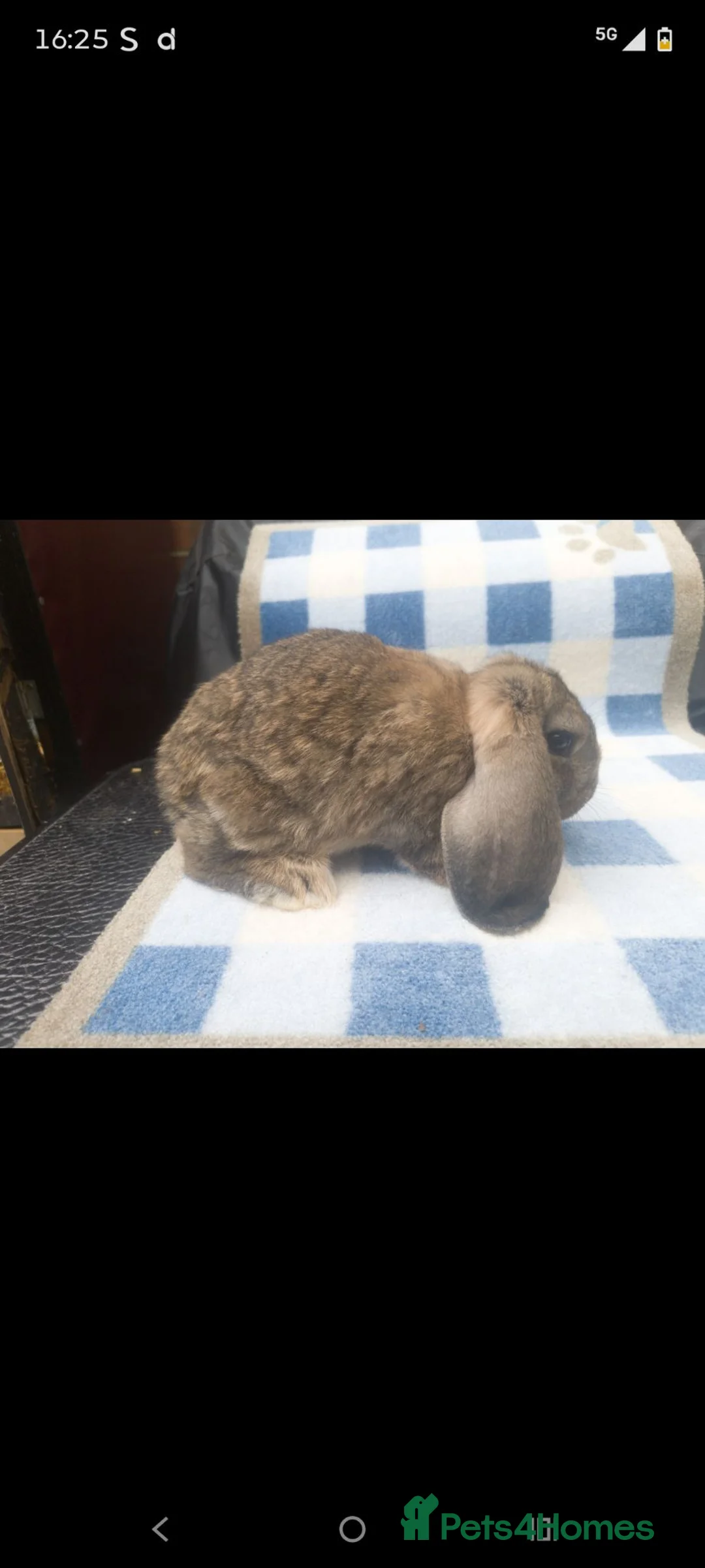 French Lop rabbits for sale: French lop babies available  - Advert 1