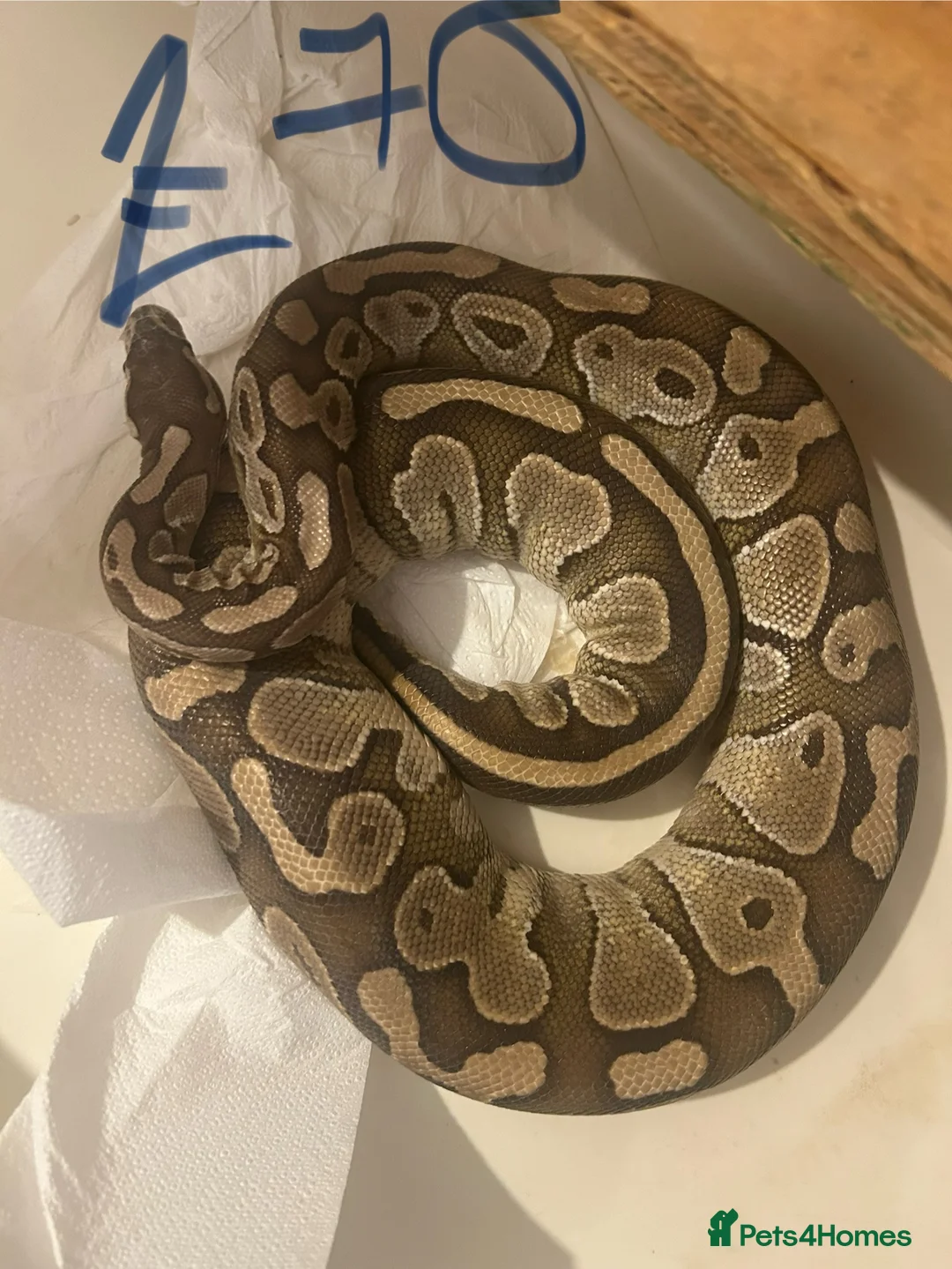 Python Snake reptiles for sale: Snake collection  - Advert 6