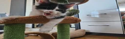Maine Coon cats for sale: Maine Coon Kittens – GCCF Registered  Boys - Advert 11
