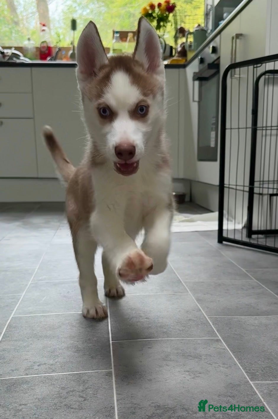 Siberian Husky dogs Ready now! Parents Imported stunning Husky Puppies - Advert 4