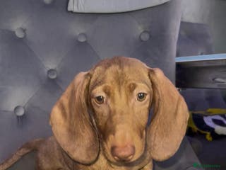 Dachshund dogs Miniature Dachshund isabelle - Advert 2