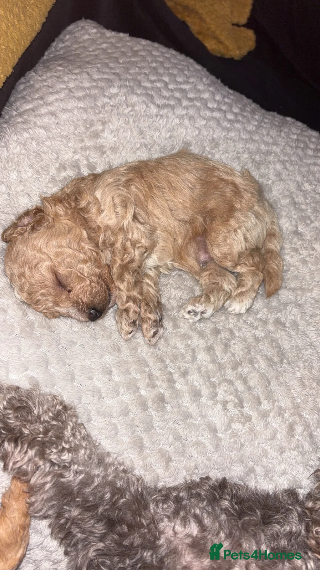 Toy Poodle dogs for sale: Toy puddles  - Advert 17