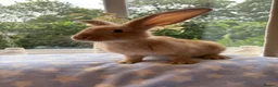 Continental Giant rabbits for sale: Continental Giant baby bunnies  - Advert 5