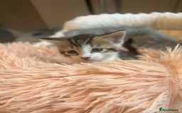 Mixed Breed cats for sale: 4 kittens for sale  - Image 6