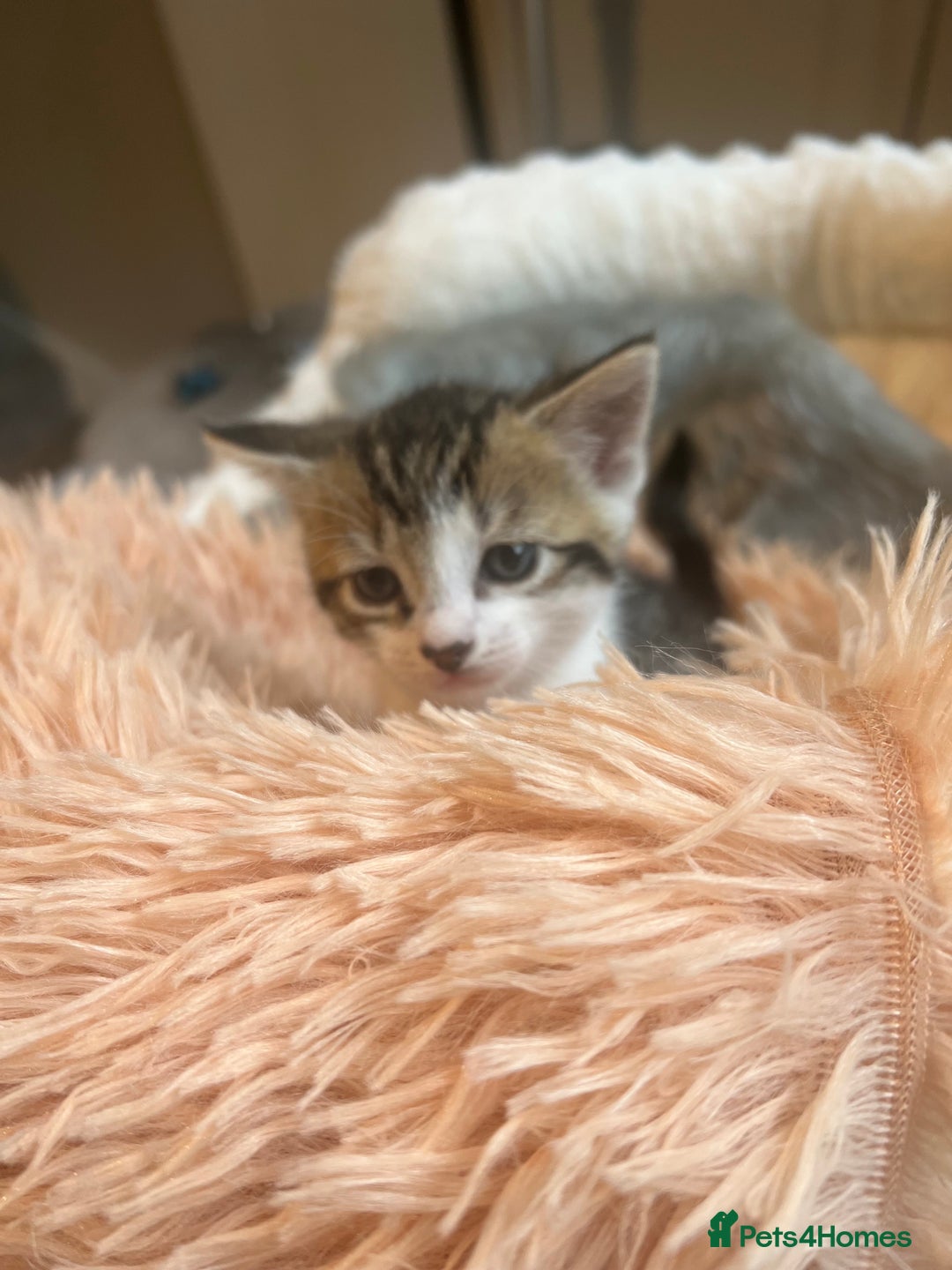Mixed Breed cats for sale: 4 kittens for sale  - Image 6