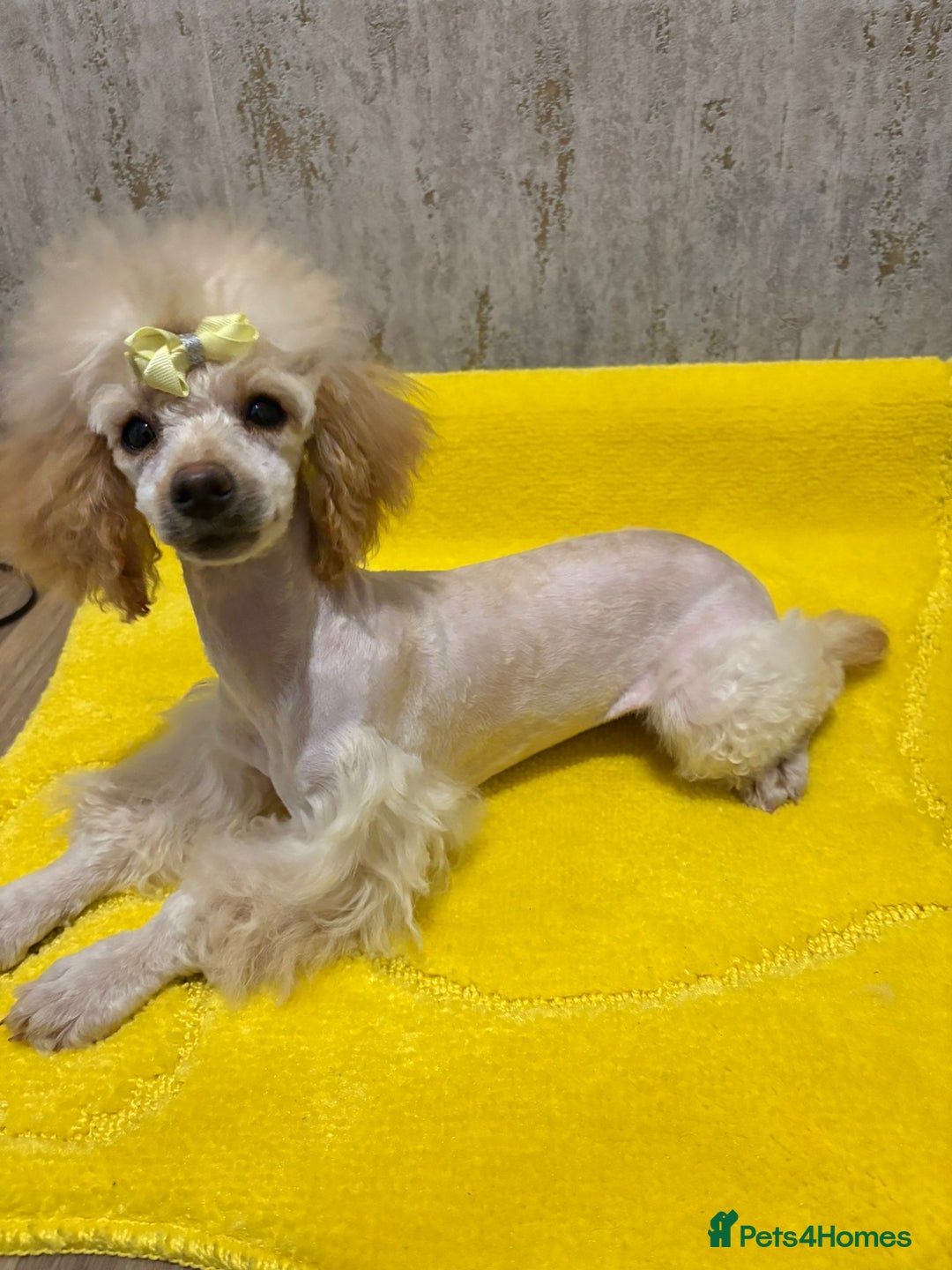 Cockapoo dogs for sale: Miniature cockapoo girl  - Advert 3