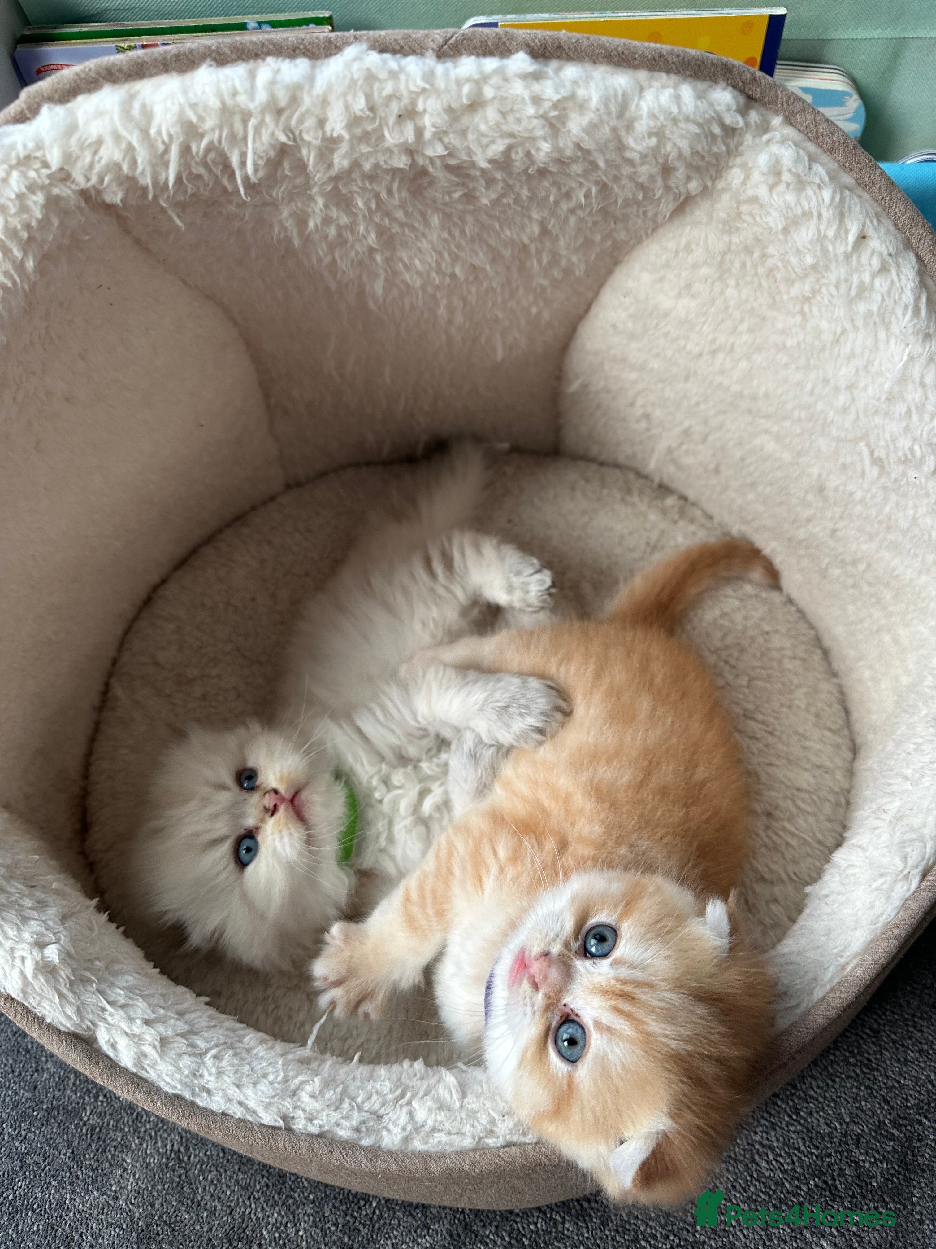 Scottish Fold cats Scottish fold Kitten Healthy &Loving - Advert 2