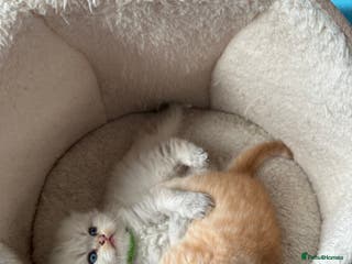 Scottish Fold cats Scottish fold Kitten Healthy &Loving - Advert 5
