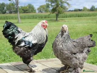 Chickens poultry 2 paired Gaint brahma chicks - Advert 9