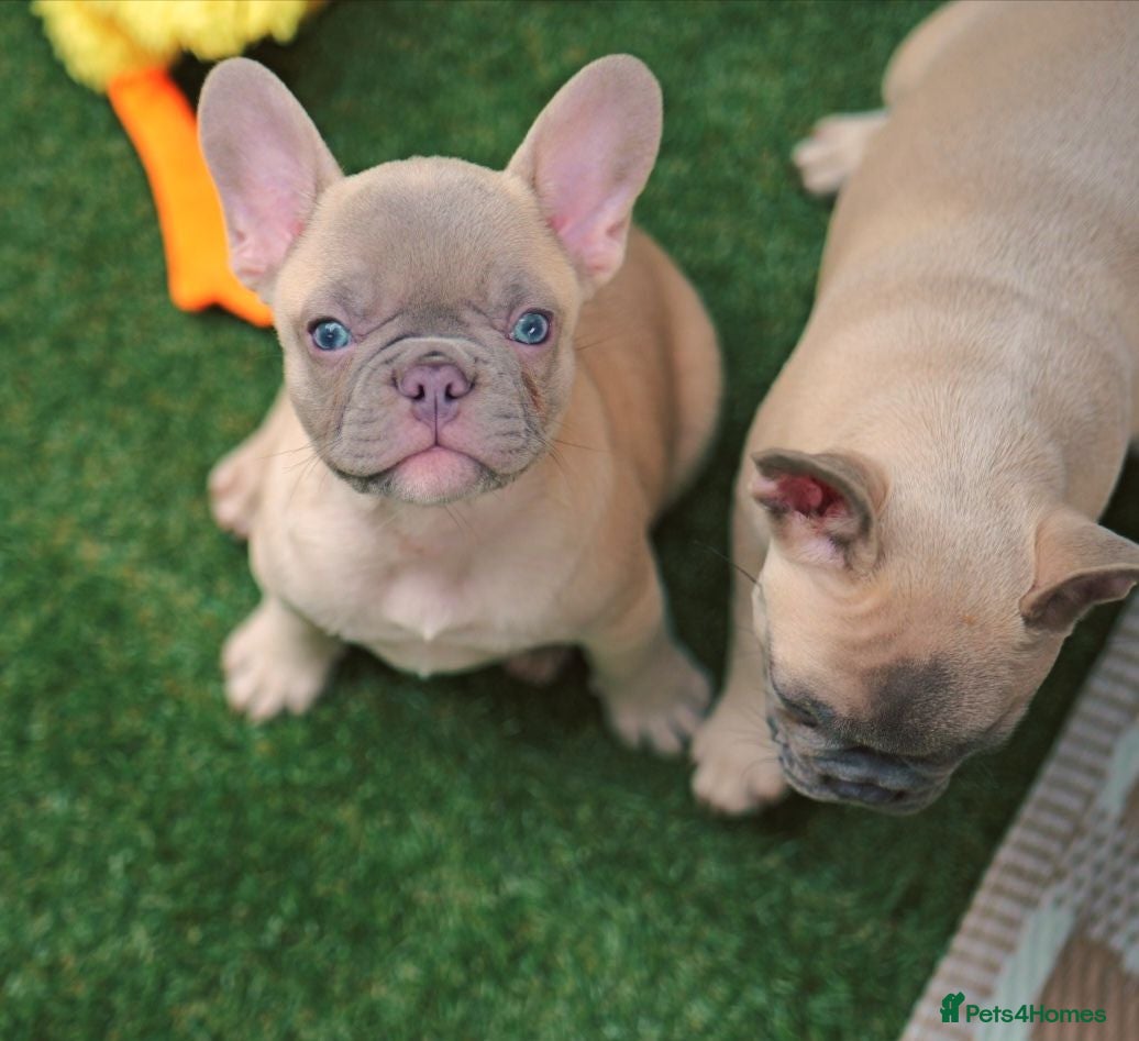 French Bulldog dogs French bulldog  - Advert 11