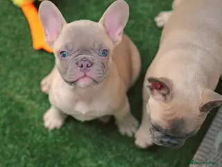 French Bulldog dogs French bulldog - Advert 2