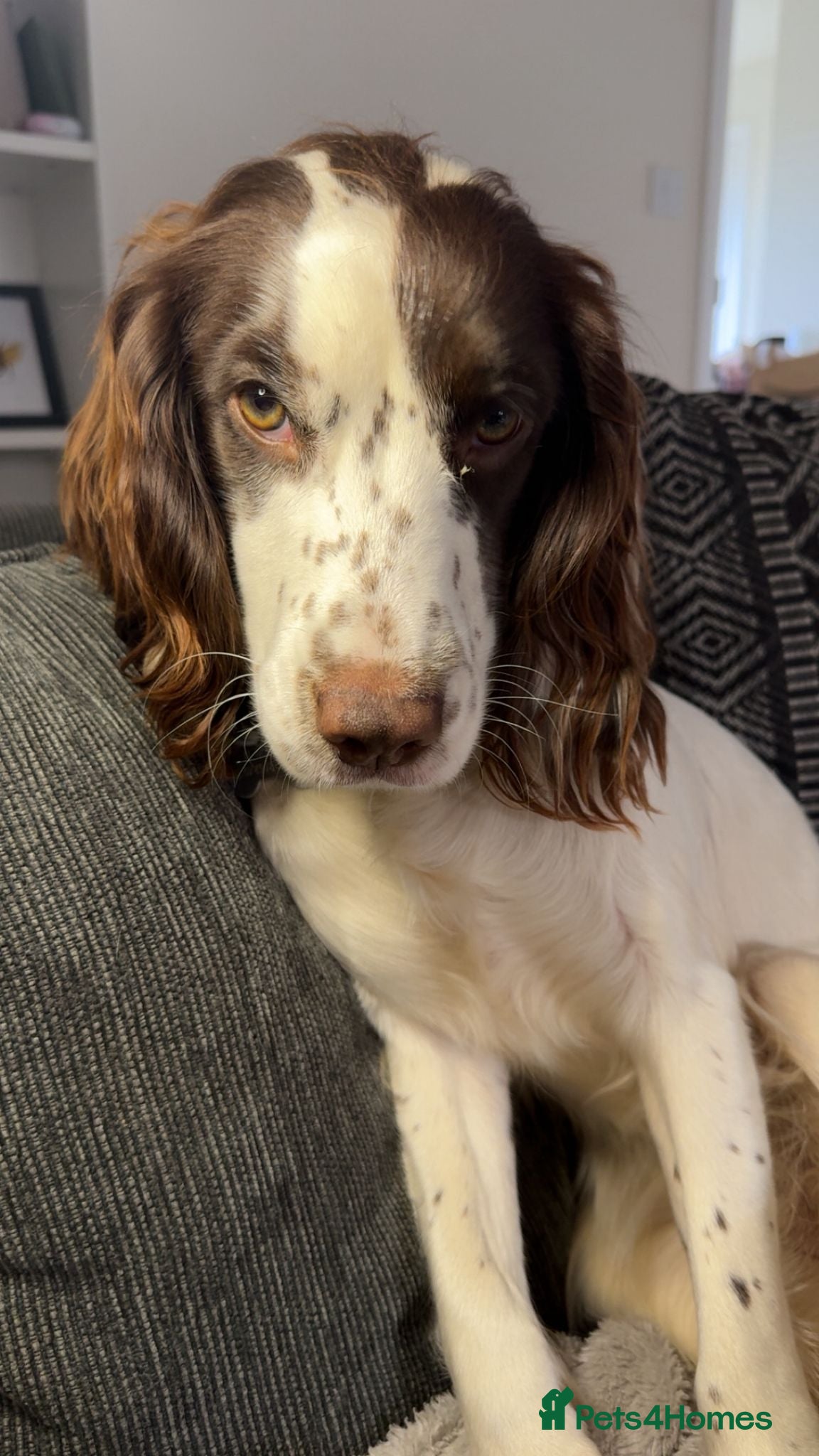 Sprocker dogs 💖🐶 NOVA 🐶💖 - Advert 10