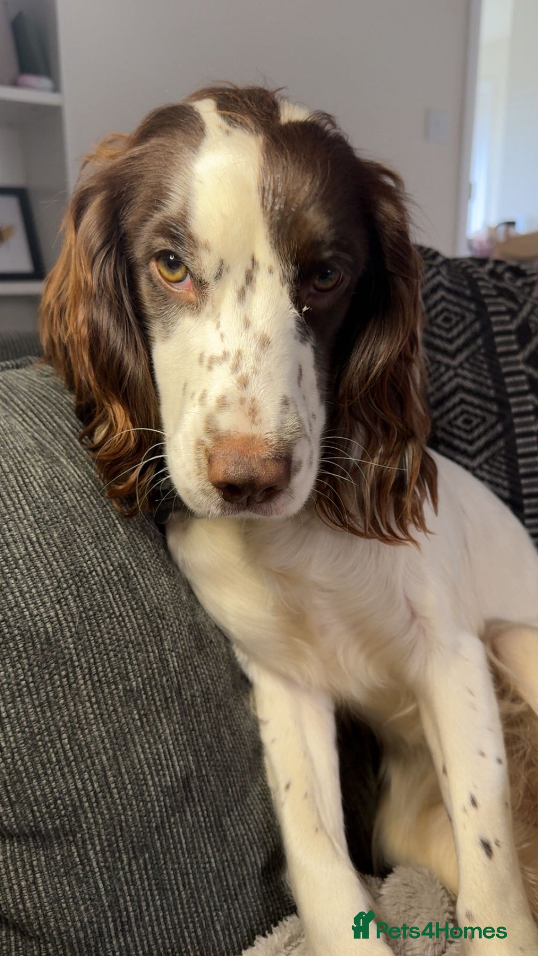 Sprocker dogs for adoption: 💖🐶 NOVA 🐶💖 - Advert 1
