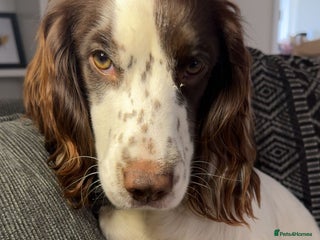 Sprocker dogs 💖🐶 NOVA 🐶💖 - Advert 4