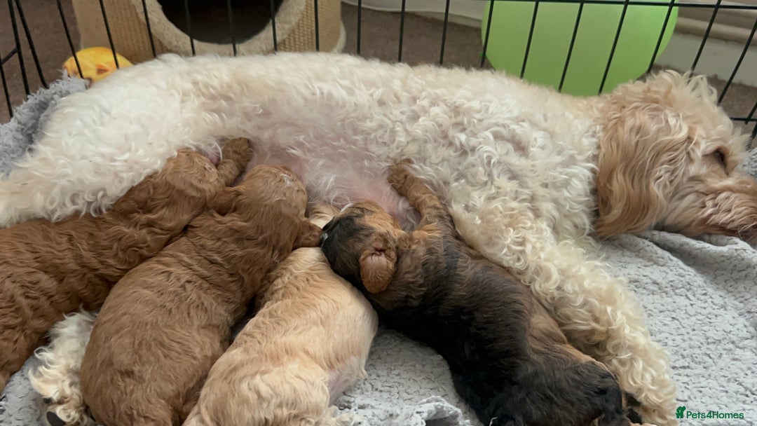 Cockapoo dogs for sale: 4 f2 cockapoos 2 males 1 female  - Image 25