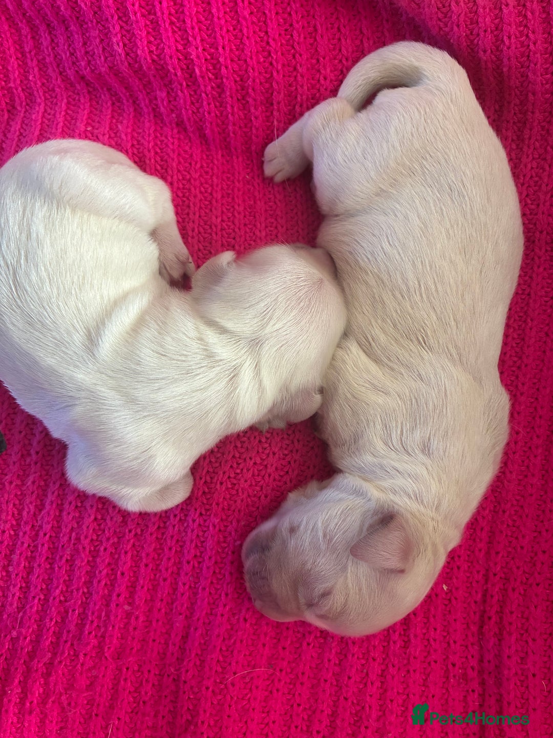 Golden Retriever dogs for sale: Gorgeous Golden retrievers Puppies for new homes - Image 6